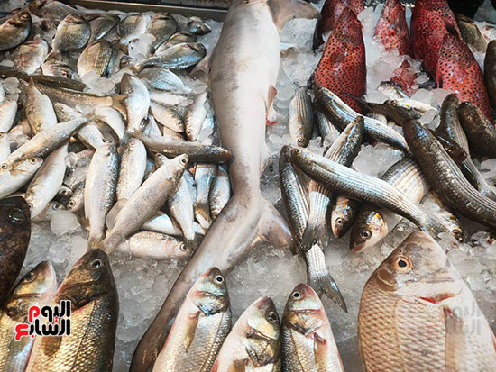 سوق-السمك-فى-بورسعيد
