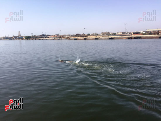 السباح-العالمى-سيد-الباروكى-يعبر-قناة-السويس--(2)