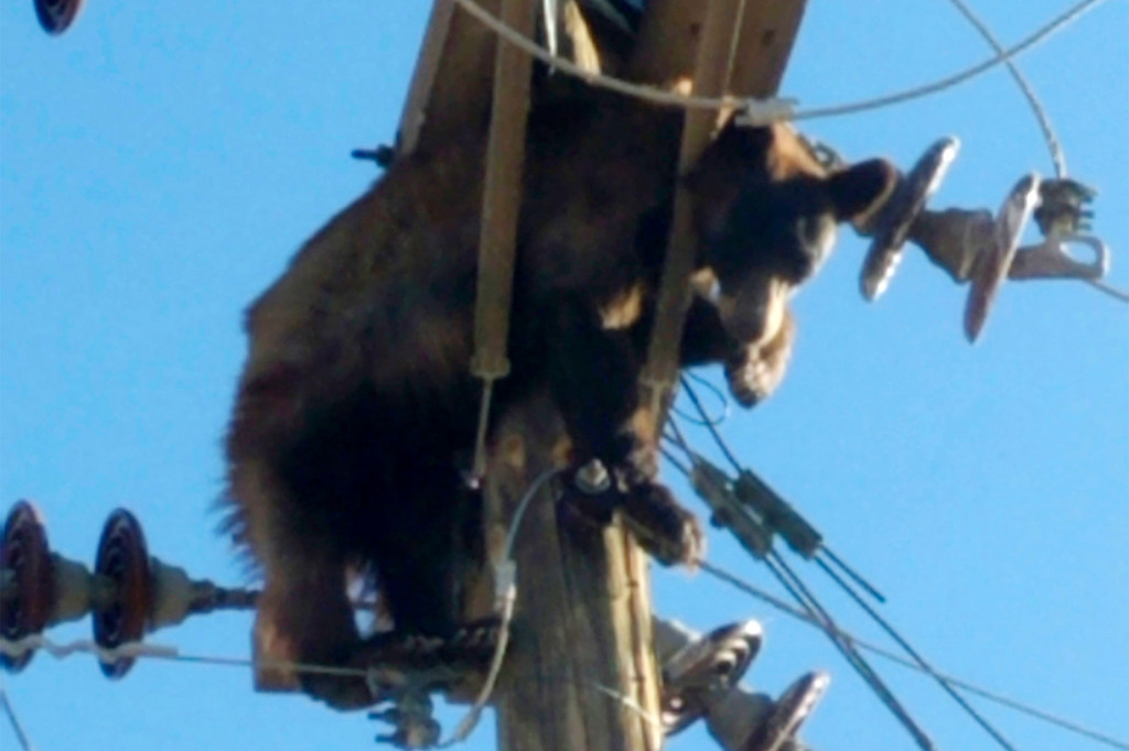الدب معلق على عامود الكهرباء