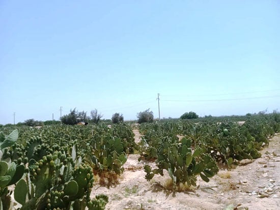 85119-مزارع-التين-الشوكي-بالمنيا