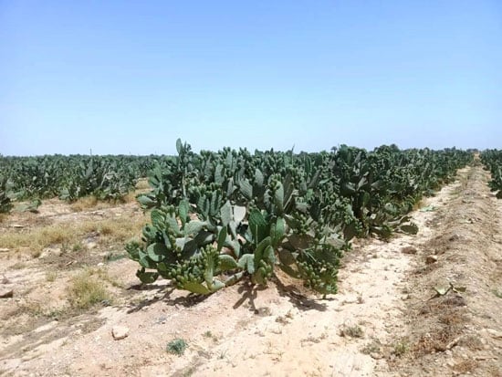119036-مزارع-التين-الشوكي-بمحافظة-المنيا