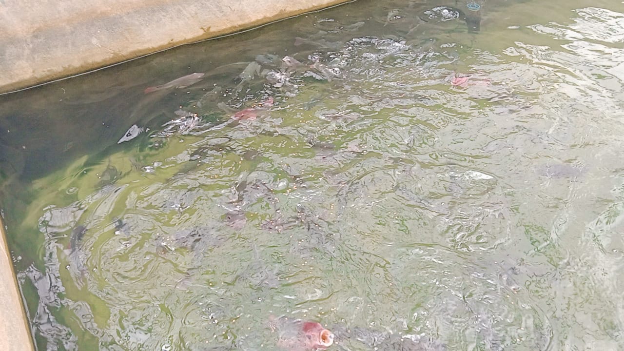 تربية الاسماك في كلية الثروة السمكية