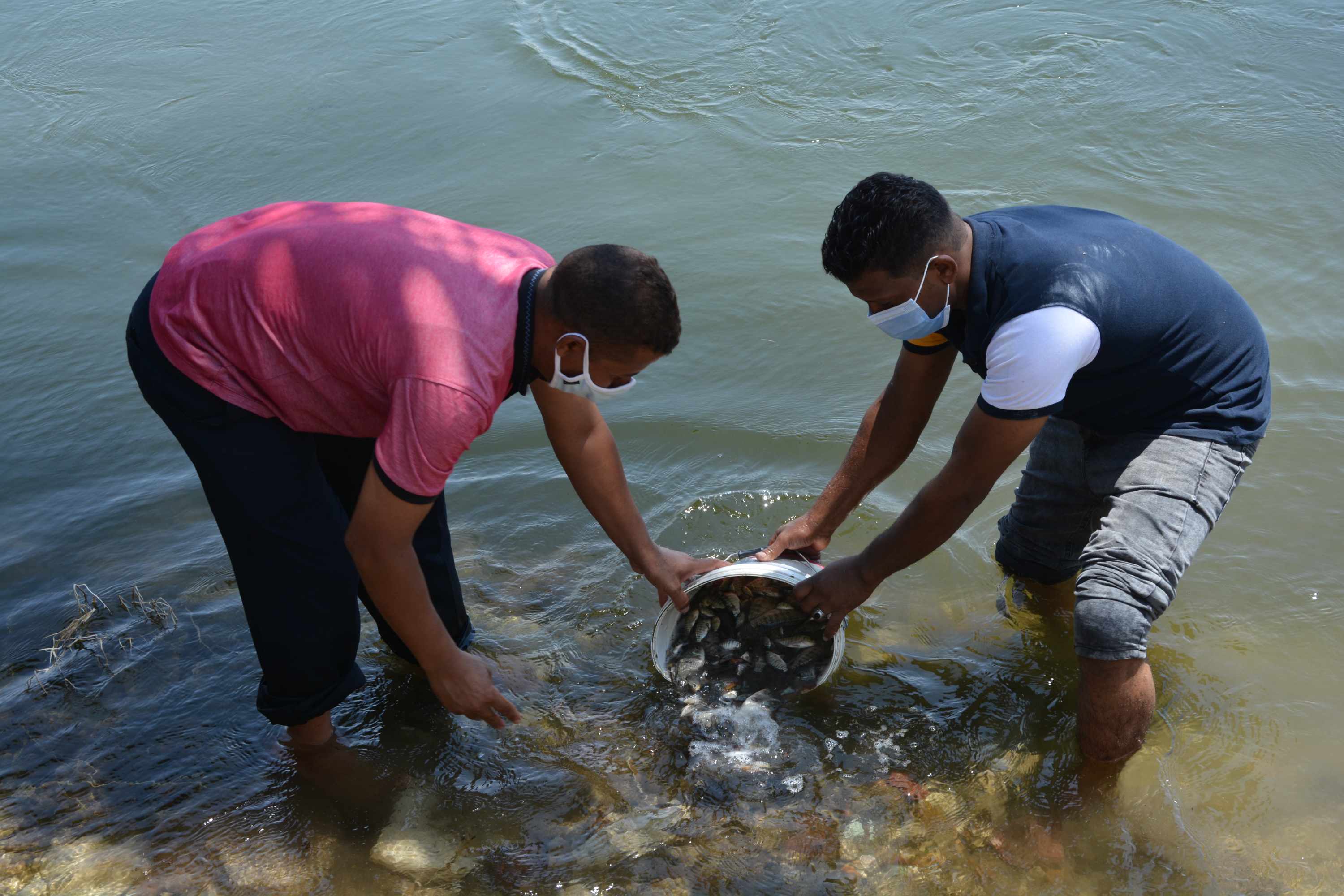 محافظ المنيا يتابع إلقاء زريعة السمك  (4)