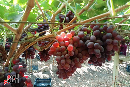 صباح حصاد العنب صباح حصاد العنب