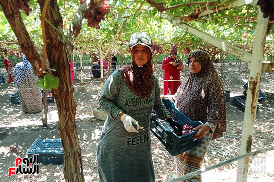 حصاد عناقيد العنب المحددة حصاد عناقيد العنب المحددة