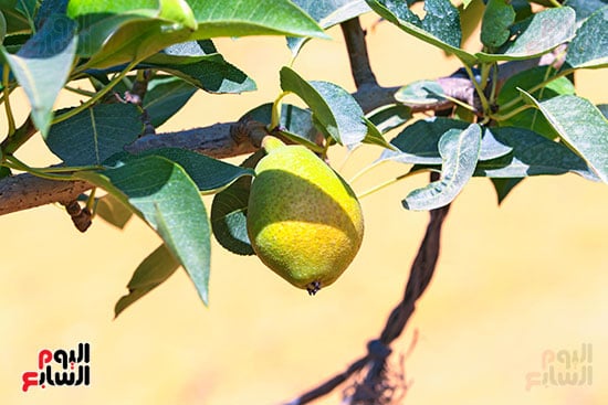 طرح الكمثرى قبل التصدير