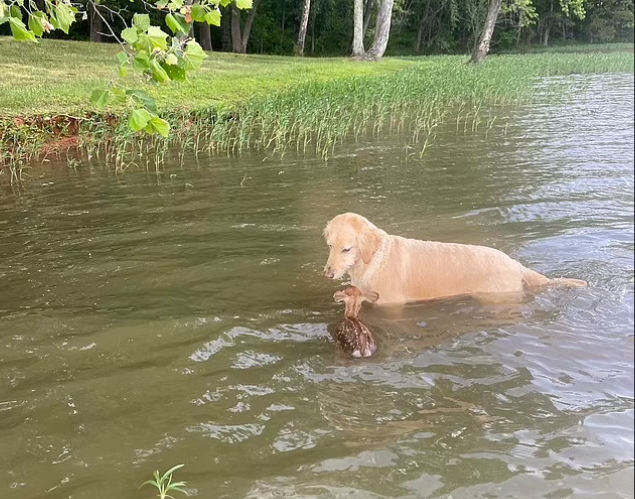 الكلب ينقذ الغزال من الغرق