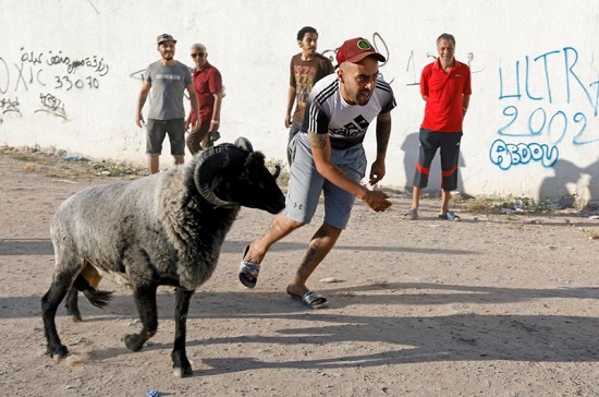 قتال الكبش محظور في تونس