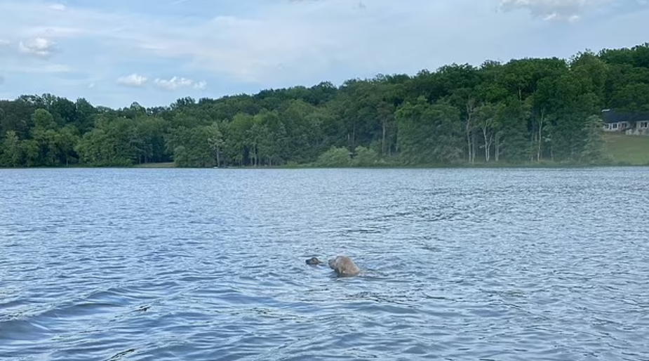 الكلب يساعد الغزال للخروج من الماء