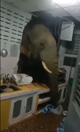 الفيل يقتحم منزل