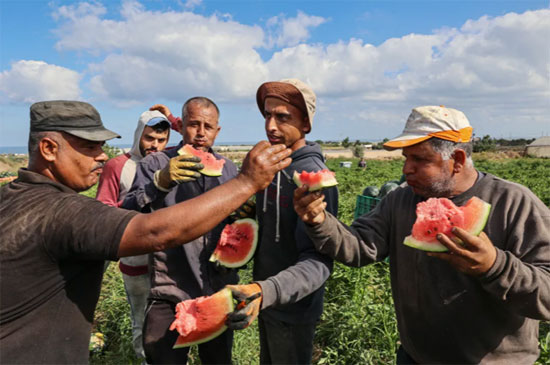 حصاد البطيخ (3)