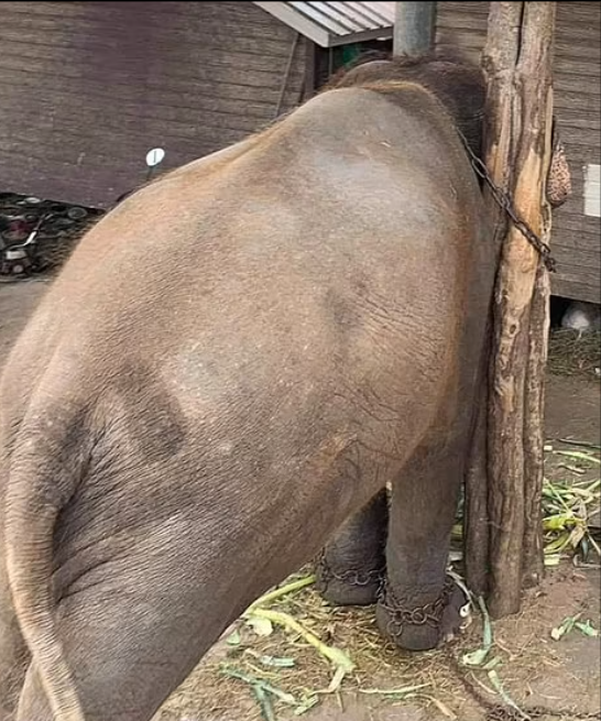 تقيد فيل من رقبته ورجلية