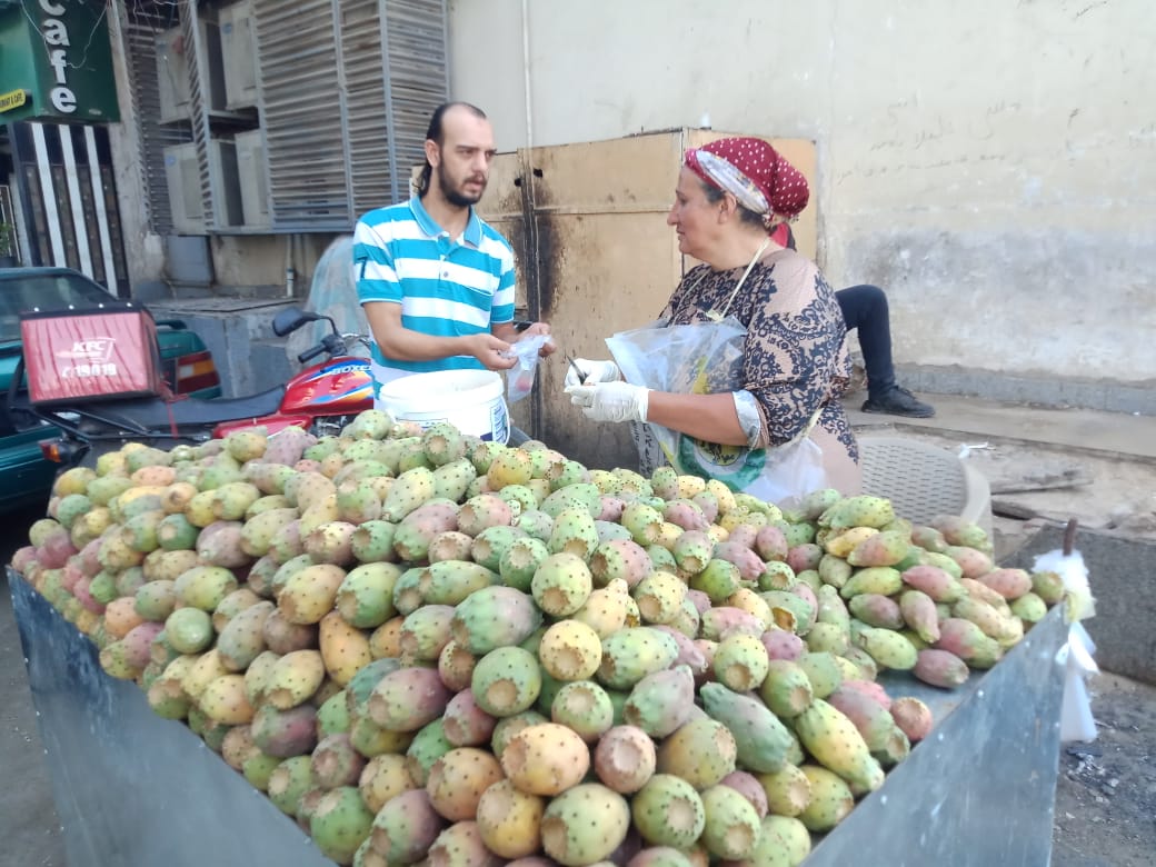 أم هانى أقدم بائعة تين شوكى ببنها