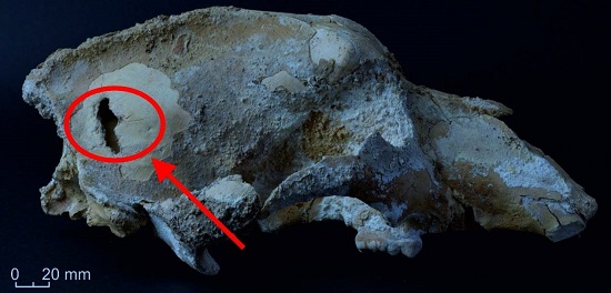 جمجمة دب كهف صغيرة تم العثور عليها في كهف إيماناي
