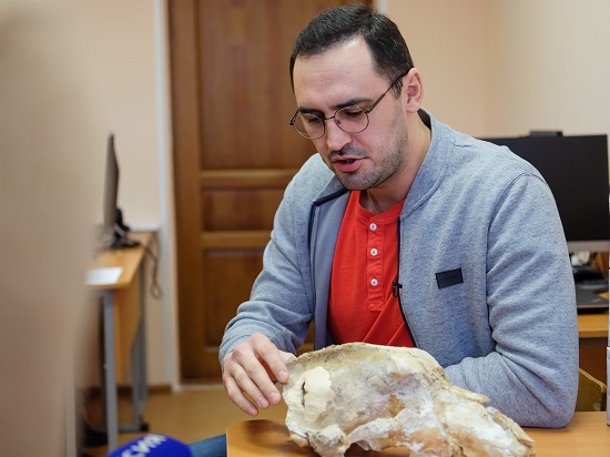 عالم الحفريات ديمتري جيمرانوف يتعامل مع جمجمة دب الكهف