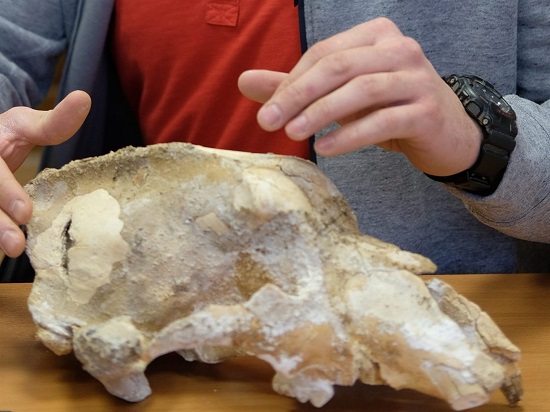 جمجمة دب الكهف الصغير الذي وجدوه في روسيا