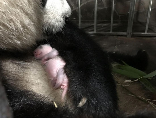 ولادة الباندا (4)