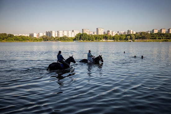 الخيول تبرد في الماء في بوريسوفسكي بوندز