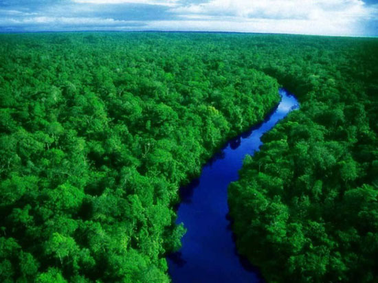 غابات الأمازون (2)