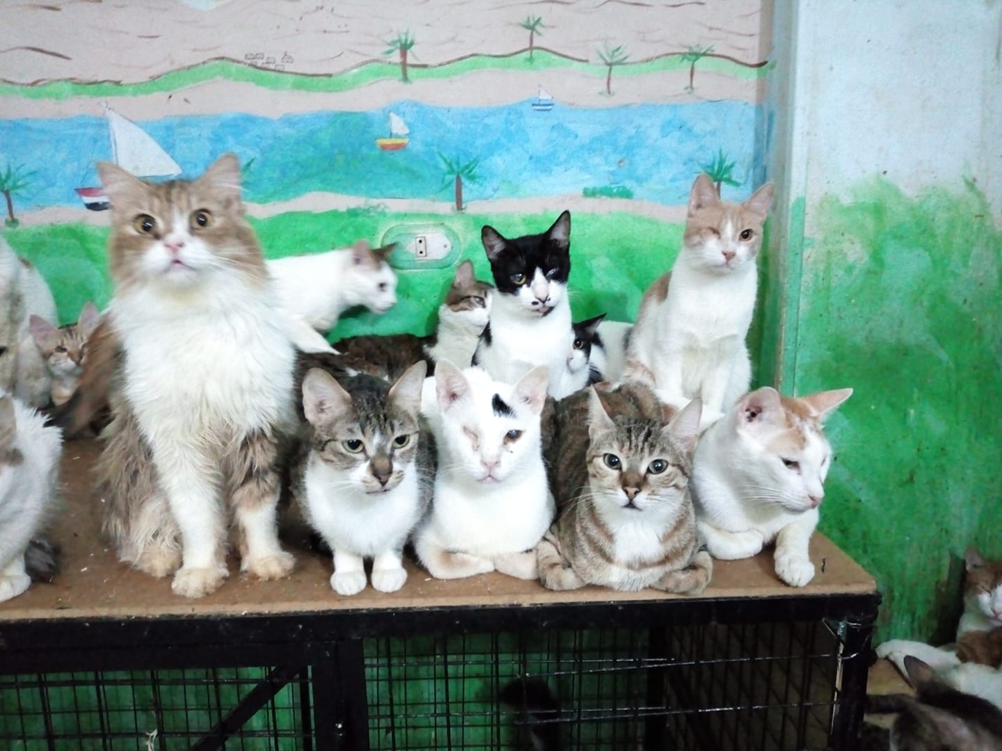مجموعة من القطط داخل منزل البريطانيتين بالاقصر