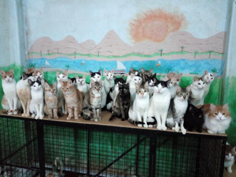 اعداد كبير من القطط فى مكان مجهز لهم بالمنزل
