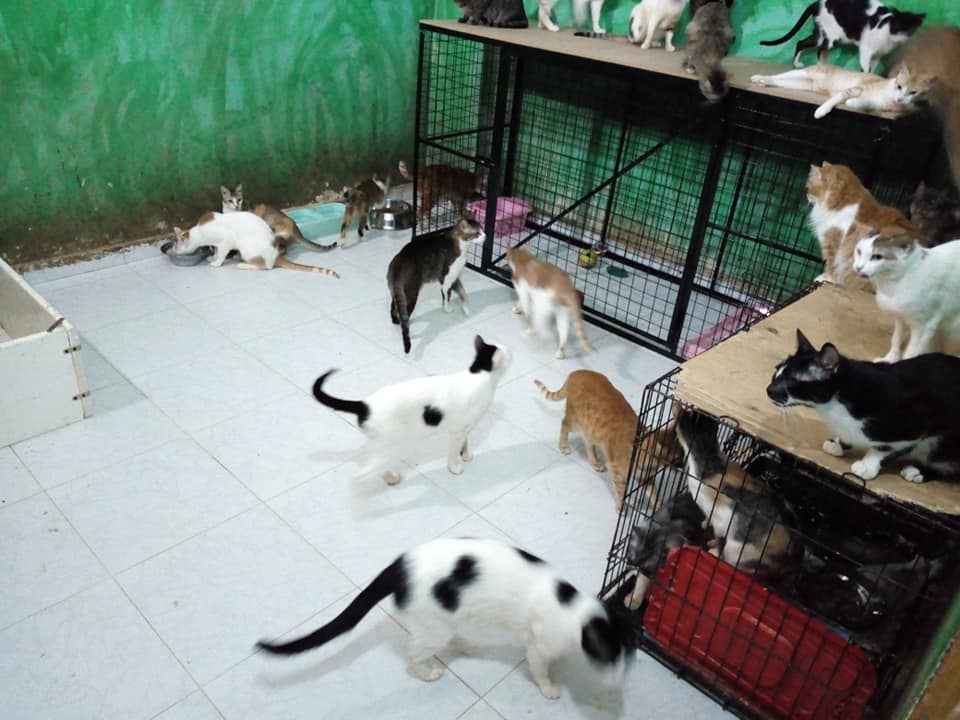 تجهيز غرف كاملة بمنزل تيريزا وباربرا لرعاية القطط والكلاب