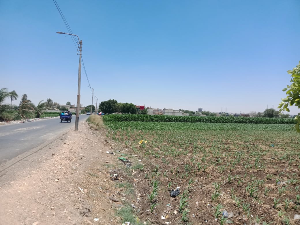  قرى المنيا تزرع البطاطس والنباتات العطرية  (2)
