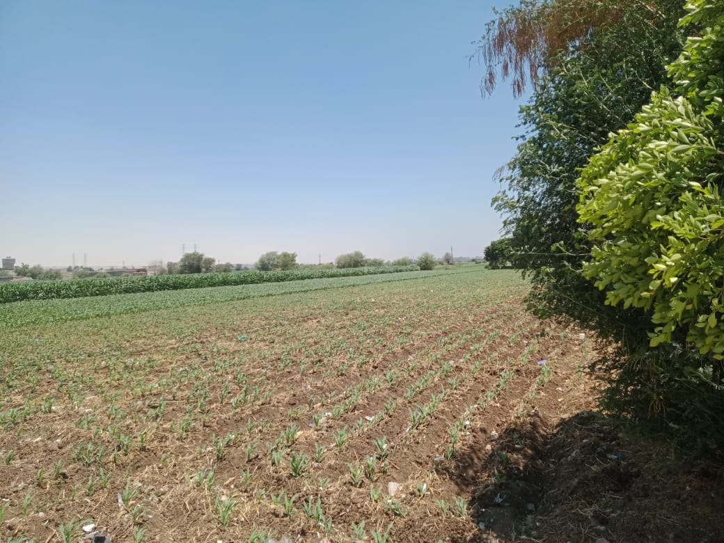  قرى المنيا تزرع البطاطس والنباتات العطرية  (3)