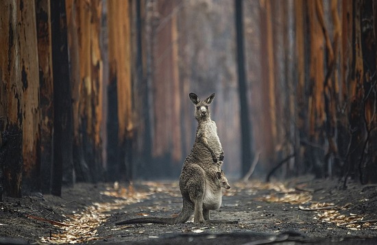 اثنان من أكثر الأنواع شهرة في أستراليا - الكنجر وشجرة الأوكالبتوس