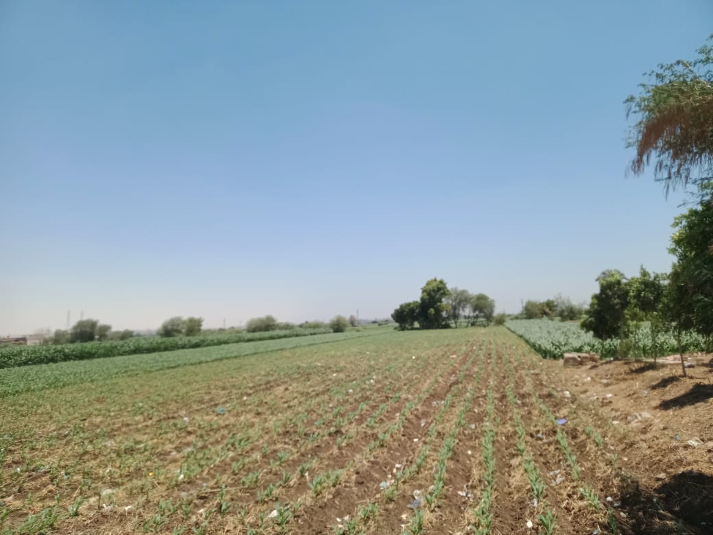  قرى المنيا تزرع البطاطس والنباتات العطرية  (7)