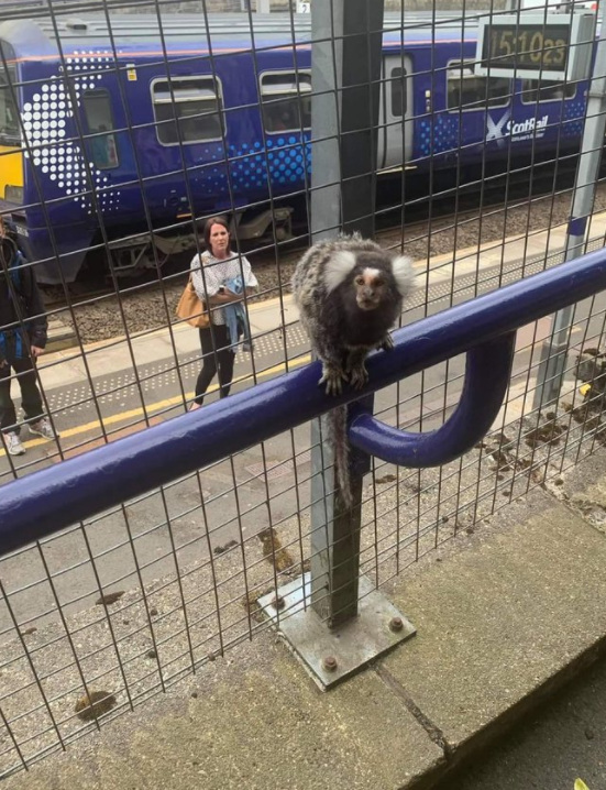 القرد فى محطة القطار