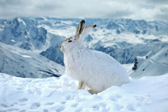 الأرنب-الجبلي