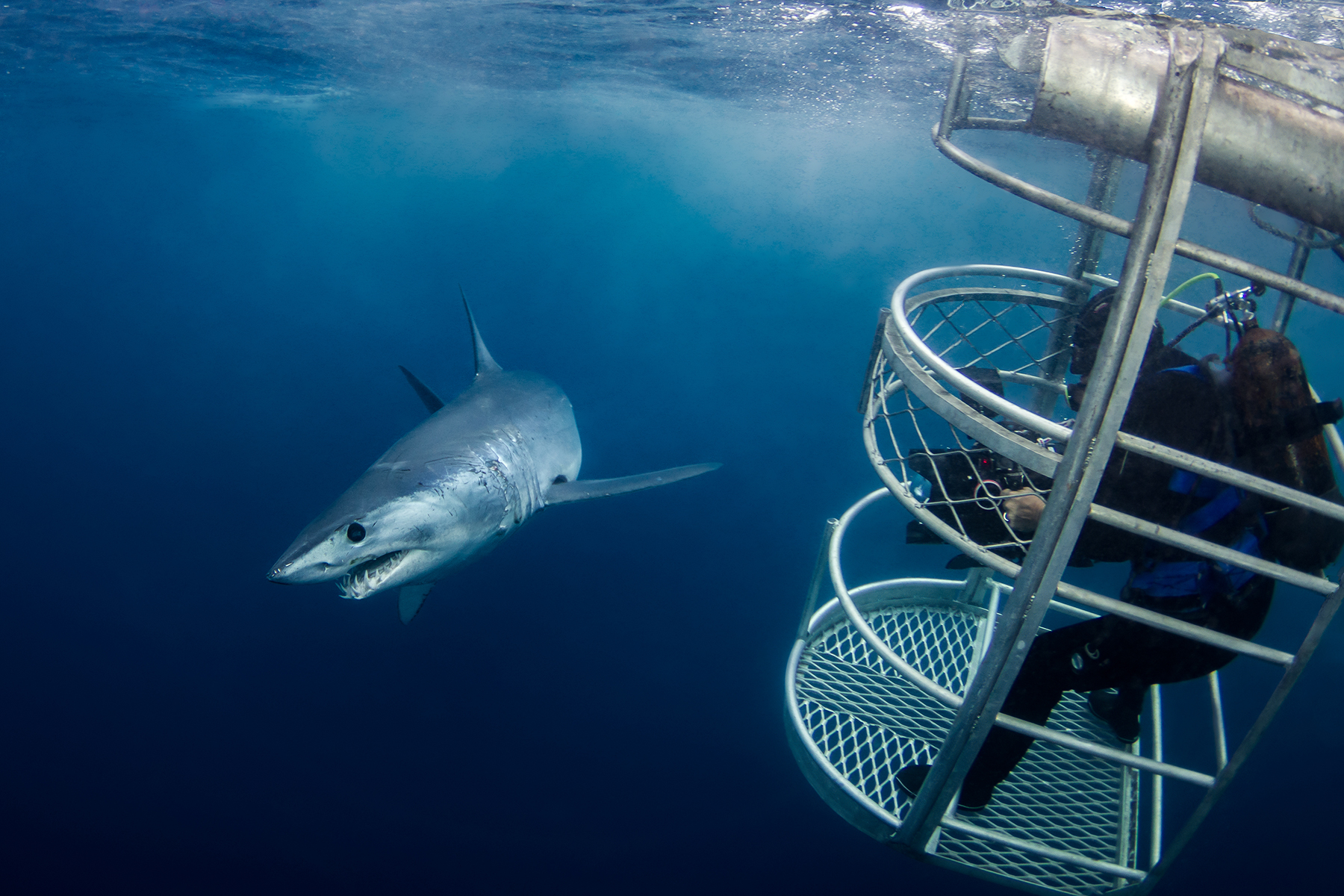 الغوص مع أسماك القرش في جنوب أستراليا