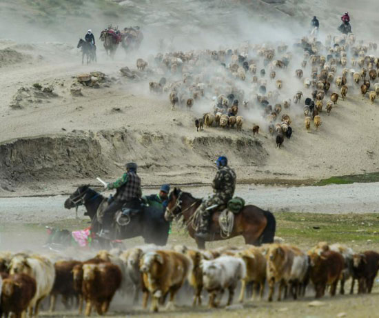هجرة الحيوان فى الصين (1)