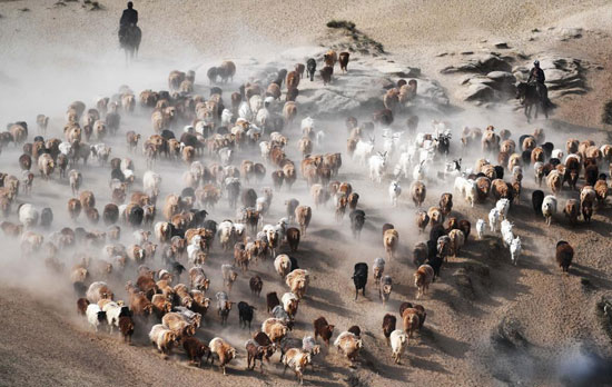 هجرة الحيوان فى الصين (4)