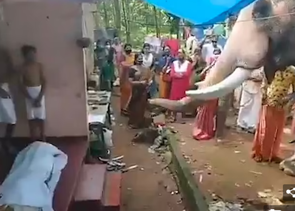 الفيل امام جثمان مدربه