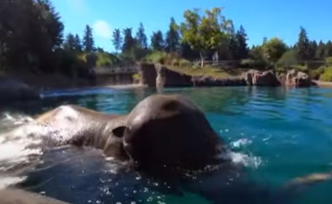 الفيلة تغوص فى المياه