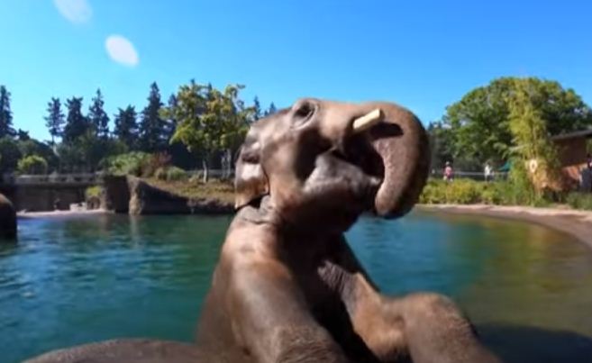 الفيلة على احواض السباحة