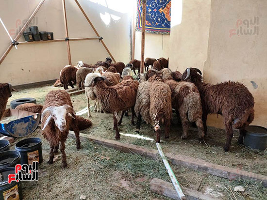 شاهد خروف العيد برعاية مديرية التموين بالأقصر (11)