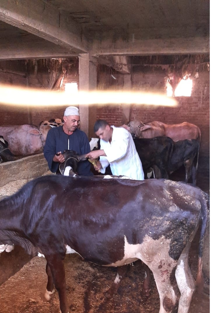 تحصين الماشية ضد  الحمى القلاعية والوادي المتصدع بكفر الشيخ