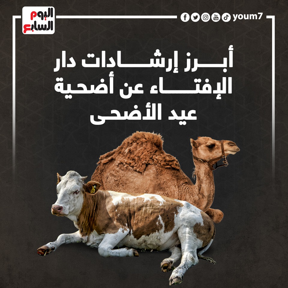 أبرز إرشادات دار الإفتاء عن أضحية عيد الأضحى أبرز إرشادات دار الإفتاء عن أضحية عيد الأضحى