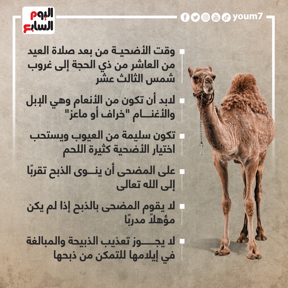 إرشادات دار الإفتاء عن أضحية عيد الأضحى إرشادات دار الإفتاء عن أضحية عيد الأضحى