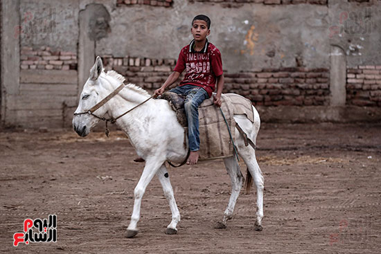 طفل يركب الحمار بسوق المواشى