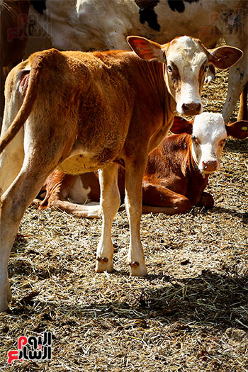 رؤية الذبح رؤية الذبح