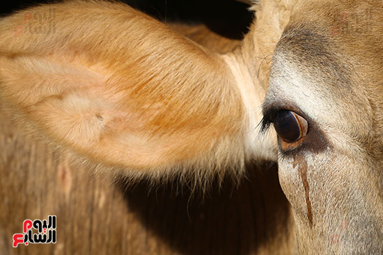 دموع الأضاحى دموع الأضاحى