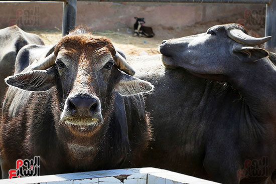 عرض المياة قبل الديح عرض المياة قبل الديح