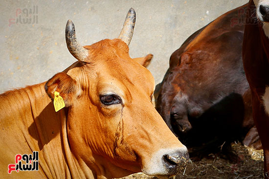 الأبقار خلال عملية الذبح الأبقار خلال عملية الذبح