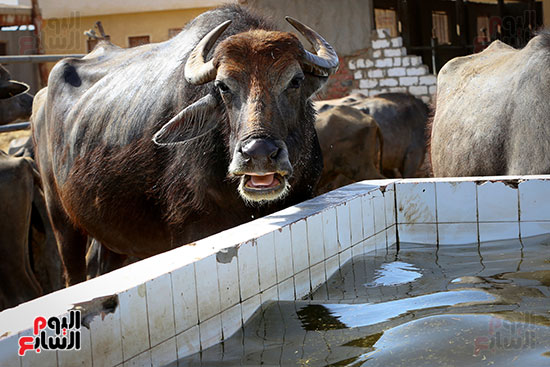 تحضير الأضاحى تحضير الأضاحى