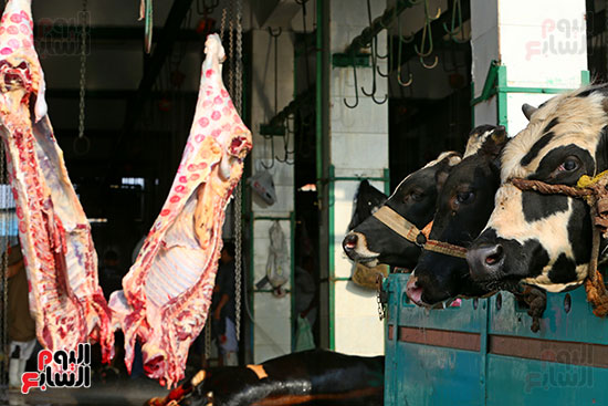 العجول قبل الديح العجول قبل الديح