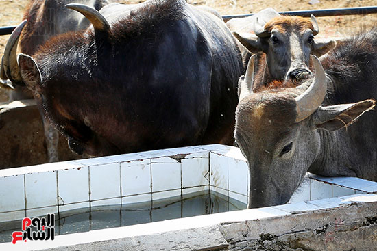 ارتواء الأضحية بالماء ارتواء الأضحية بالماء